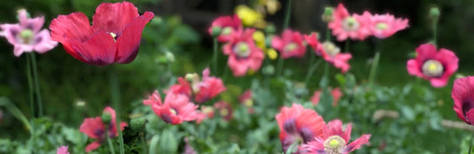 Tasha Tudor Flower Seeds 2026