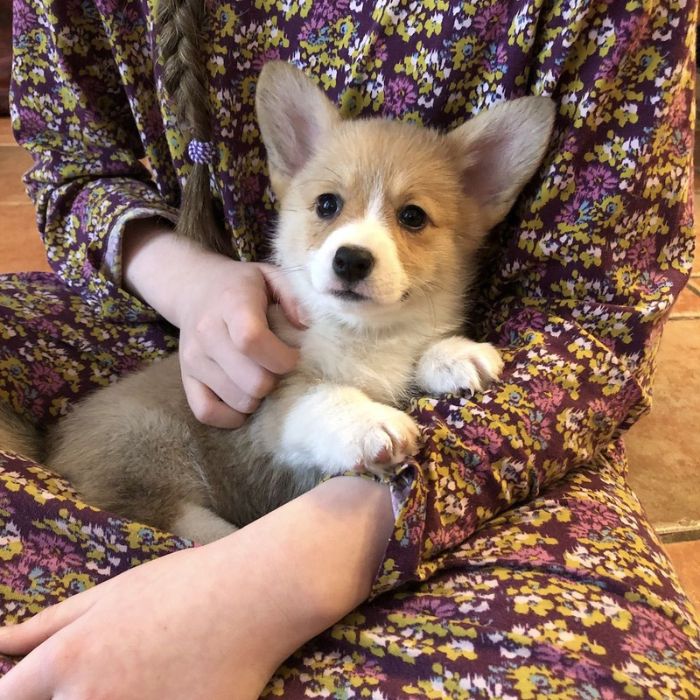 Bella Corgi Puppy