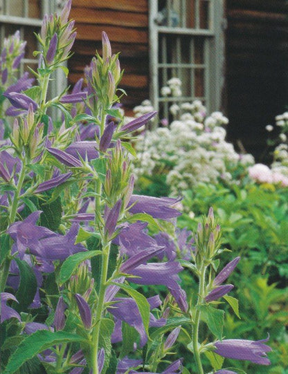 Tasha Tudor Seeds: Campanula