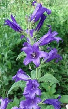 Tasha Tudor Seeds: Campanula