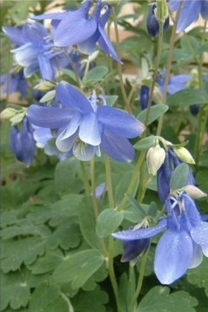 Tasha Tudor Seeds: Columbine