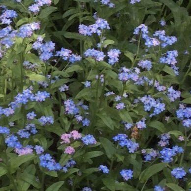 Tasha Tudor Seeds: Forget-me-not