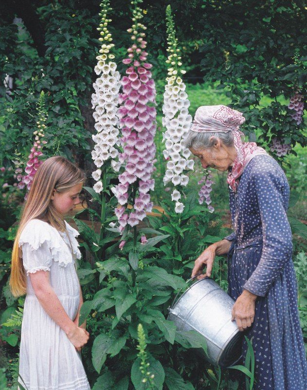 Tasha Tudor Seeds: Foxglove