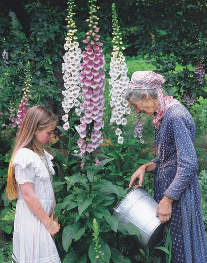 Tasha Tudor Seeds: Foxglove