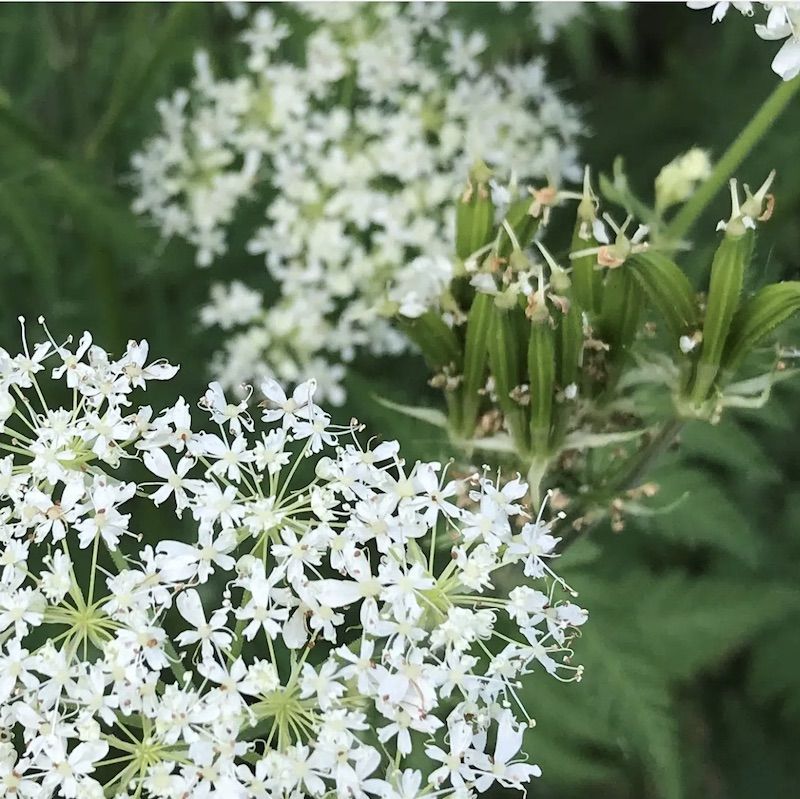 Tasha Tudor Seeds: Sweet Cicely