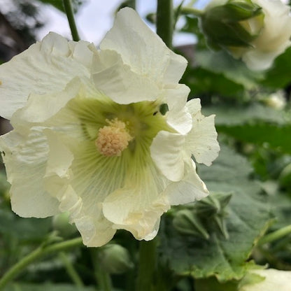 Tasha Tudor Seeds: Heirloom Hollyhock