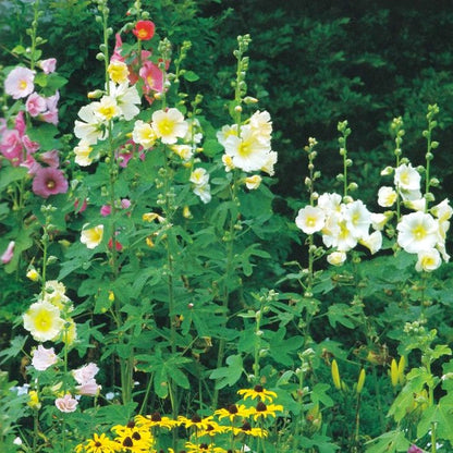 Tasha Tudor Seeds: Heirloom Hollyhock