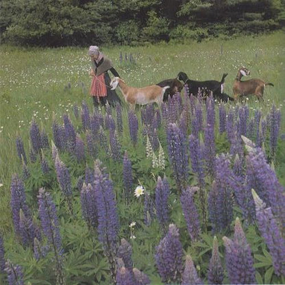 Tasha Tudor Seeds: Lupine