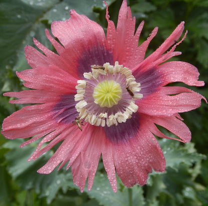 Tasha Tudor Seeds: Heirloom Lettuce Poppy