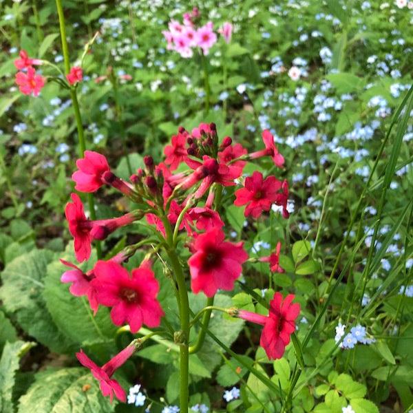 Tasha Tudor Seeds: Candelabra Primrose