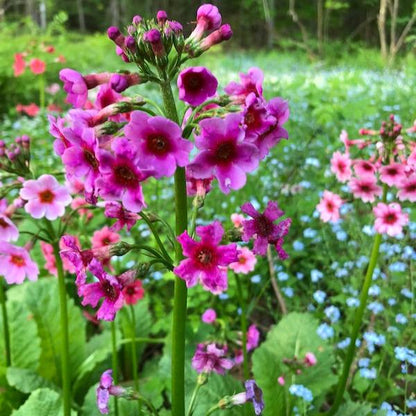 Tasha Tudor Seeds: Candelabra Primrose