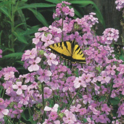 Tasha Tudor Seeds: Sweet Rocket