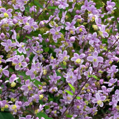 Tasha Tudor Seeds: Meadow Rue