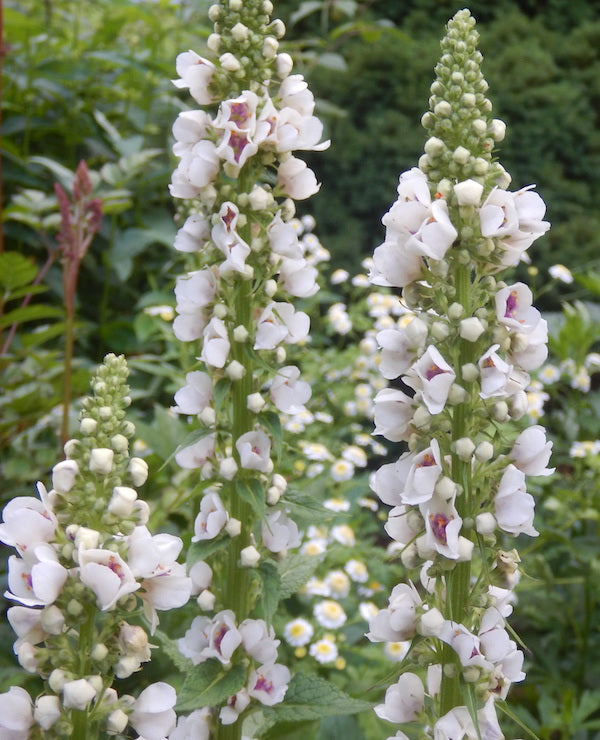 Tasha Tudor Seeds: Verbascum