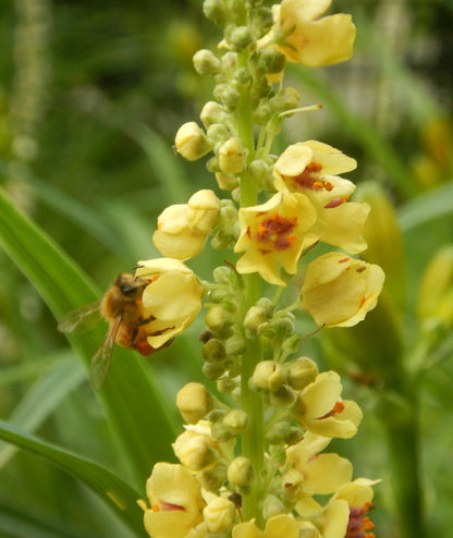 Tasha Tudor Seeds: Verbascum