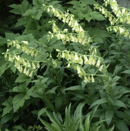 Tasha Tudor Seeds: Yellow Foxglove