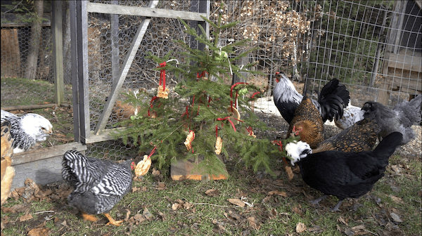 Chicken Christmas Tree 600