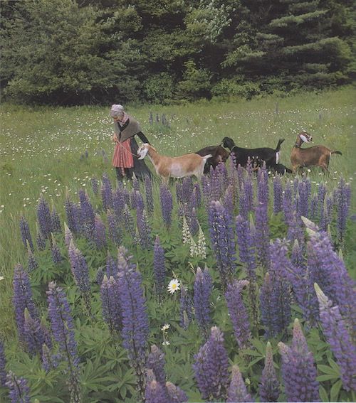 lupine field lores